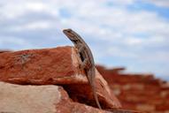 gecko-lizard-reptile-animal-1246275.jpg