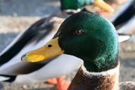 mallard-duck-close-up-profile-head-582840.jpg