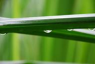 water-droplets-palm-trees-the-leaves-773816.jpg