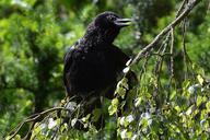 raven-crow-bird-black-raven-bird-822959.jpg