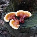 fungi-fungus-mushroom-nature-1236423.jpg