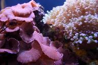 coral-reef-aquarium-marine-1598212.jpg