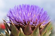 artichoke-artichoke-flower-392571.jpg