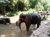 elephant-thai-elephant-animal-400159.jpg