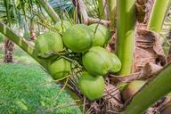 coconut-coconut-trees-1036198.jpg