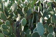 cactus-botanical-garden-%C3%BCberlingen-1524303.jpg