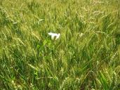 barley-field-vetch-barley-field-260538.jpg