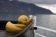 duck-arctic-sea-598994.jpg