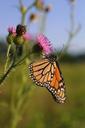 monarch-butterfly-flower-blossom-1107343.jpg