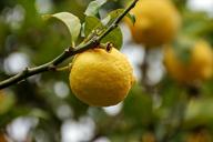 citrus-limon-yellow-citrus-fruits-1704085.jpg