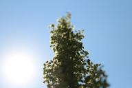 grass-macro-green-sun-sky-summer-667189.jpg