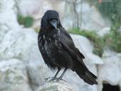 raven-bird-birds-black-crow-dig-213635.jpg