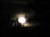 full-moon-trees-moonlight-sky-68286.jpg