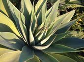 desert-plant-nature-green-cactus-574426.jpg