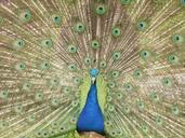 peacock-feathers-blue-colourful-445101.jpg