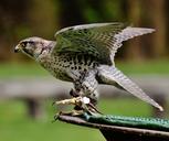 falcon-wildpark-poing-raptor-1316385.jpg