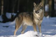 wolf-zoo-canis-lupus-canine-mammal-725388.jpg