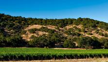 vineyard-california-napa-valley-1597722.jpg