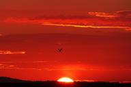 glowing-back-light-bird-seagull-253676.jpg