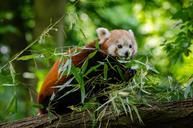 Red_Panda.jpg