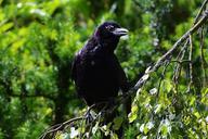 raven-crow-bird-black-raven-bird-822957.jpg