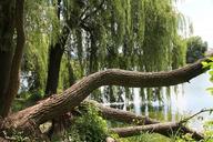 verba-willow-nature-tree-wild-189393.jpg