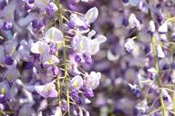 wisteria-wisteria-trellis-flowers-607503.jpg