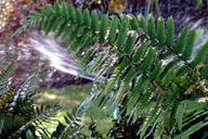 fern-plant-allotment-green-507407.jpg