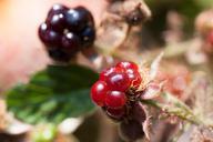 blackberries-rubus-sectio-rubus-438301.jpg