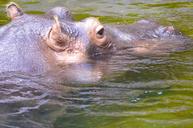 hippopotamus-hippo-dangerous-1385614.jpg