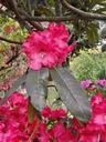 rhododendron-rhododendrons-ericaceae-340794.jpg