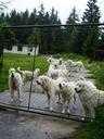 dog-dogs-fence-breeding-white-dog-649556.jpg