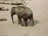 elephant-pachyderm-proboscis-1011957.jpg