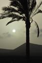 palm-tree-sun-sunset-landscape-436978.jpg