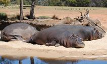 hippo-hippopotamus-animal-resting-562457.jpg