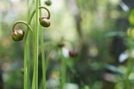 Pair_of_mountain_sweet_pitcher_plant_flower_heads_at_Riverbend_CPA.jpg