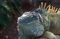 iguana-reptile-green-lizard-358380.jpg