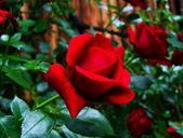 red-rose-garden-plant-782247.jpg