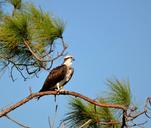 osprey-wildlife-avian-bird-animal-1617512.jpg