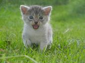 kitten-cat-mammal-animal-small-501395.jpg