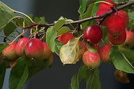 apples-paradise-tree-small-apples-404925.jpg