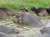 uganda-hippopotamus-hippo-pod-1176588.jpg