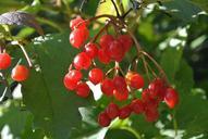 berries-red-rowanberries-nature-247377.jpg