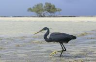 heron-egypt-bird-black-animals-432687.jpg