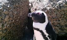 south-africa-boulders-beach-penguin-941216.jpg