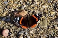 butterfly-admiral-noble-flutter-1033571.jpg