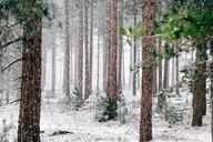 woods-snowy-trees-winter-wintry-690257.jpg