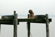 web-boardwalk-water-animal-dog-244808.jpg