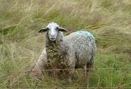 sheep-pasture-meadow-grass-wool-506251.jpg