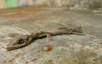 gecko-nature-dead-dry-corpse-532087.jpg